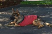 Allied Printing made contributions to Fidelco Guide Dog Foundation, as well as many others.